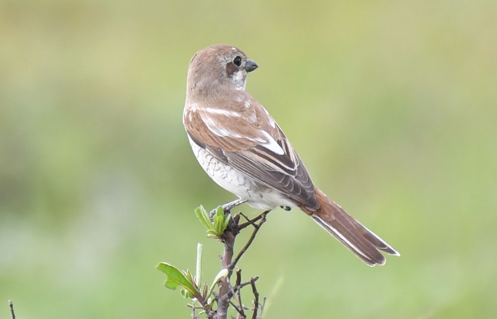 Kızılsırtlı örümcekkuşu