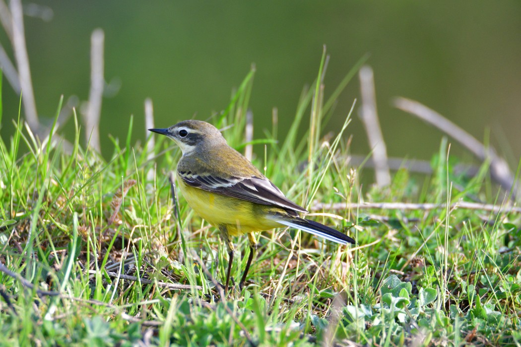 Sarı kuyruksallayan