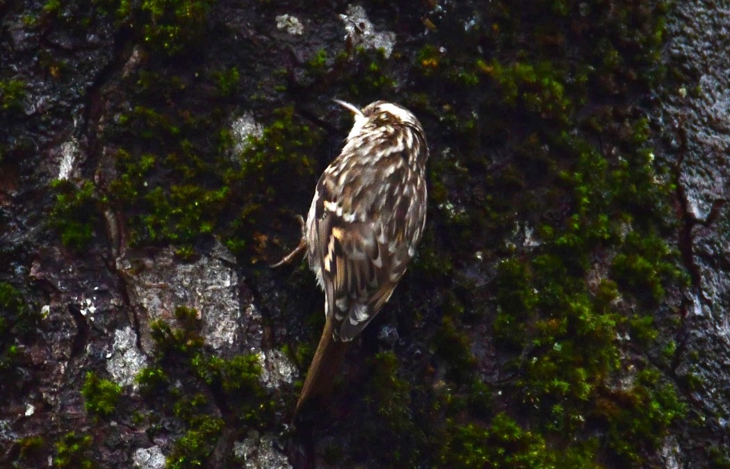 Bahçe tırmaşıkkuşu