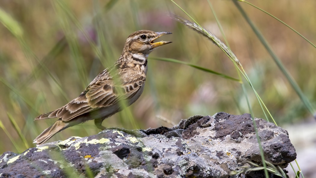Küçük boğmaklı toygar