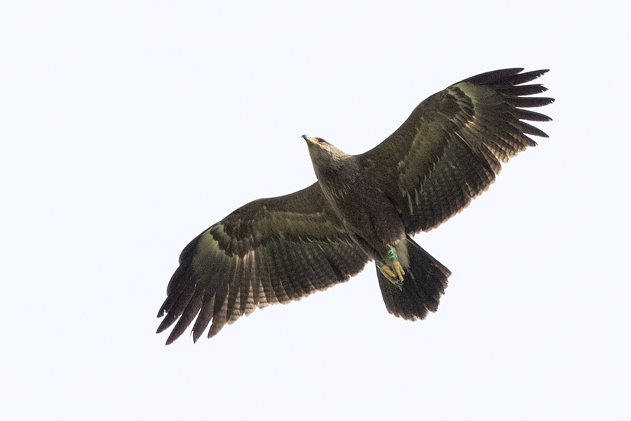 Küçük orman kartalı