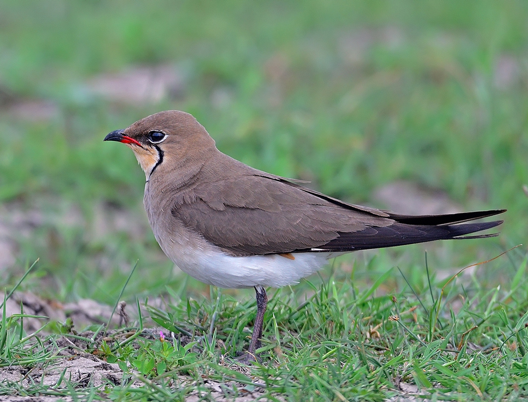 Bataklıkkırlangıcı