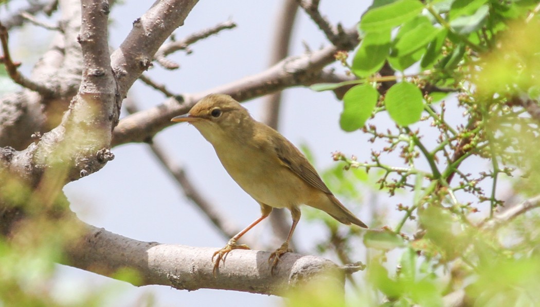 Çalı kamışçını