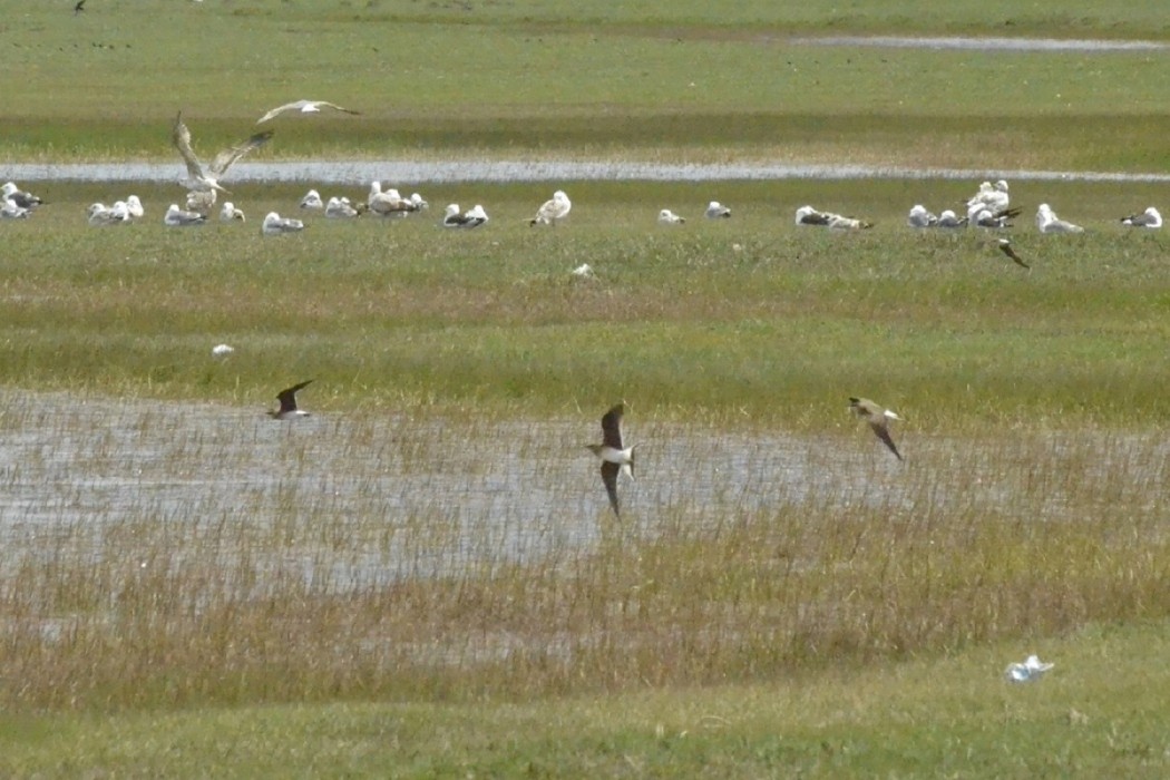 Bataklıkkırlangıcı