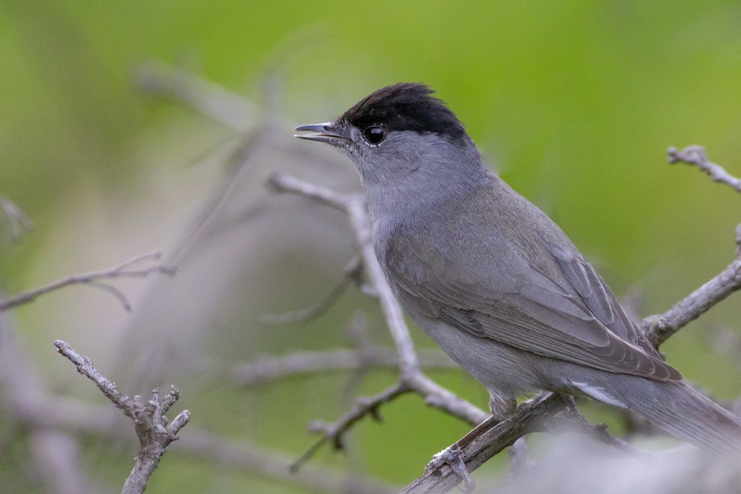 Karabaşlı ötleğen