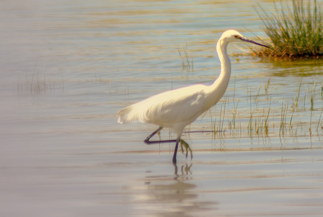 Küçük ak balıkçıl