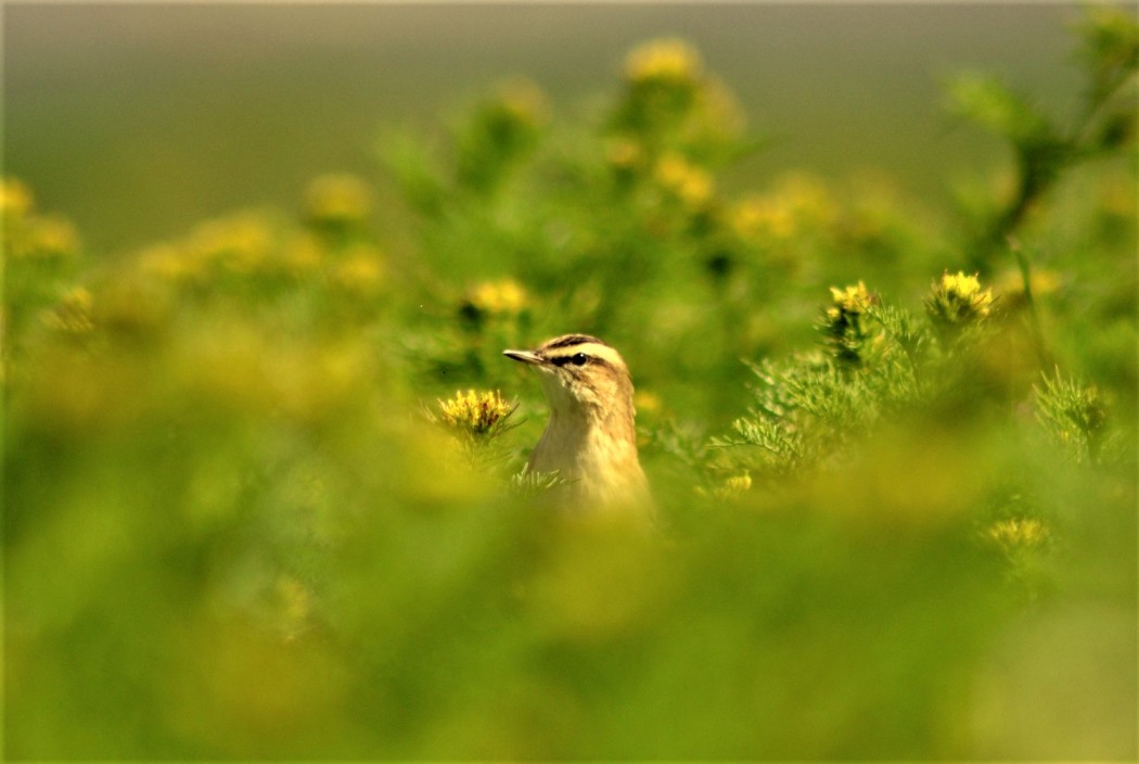 Kındıra kamışçını