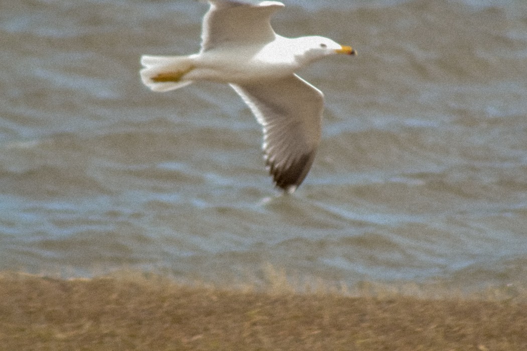 Van gölü martısı