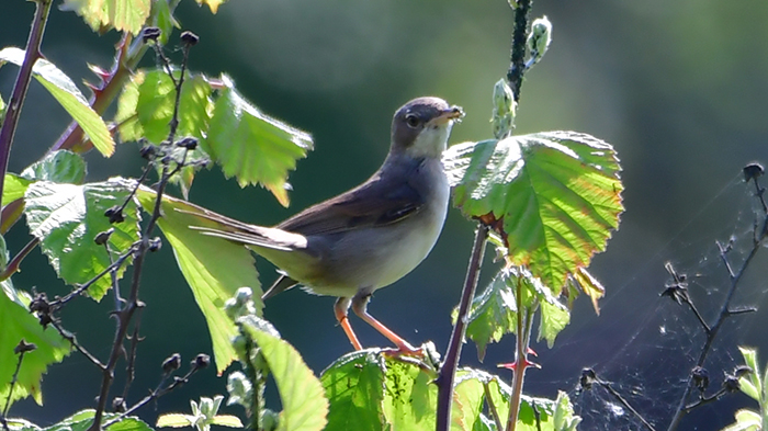 Akgerdanlı ötleğen