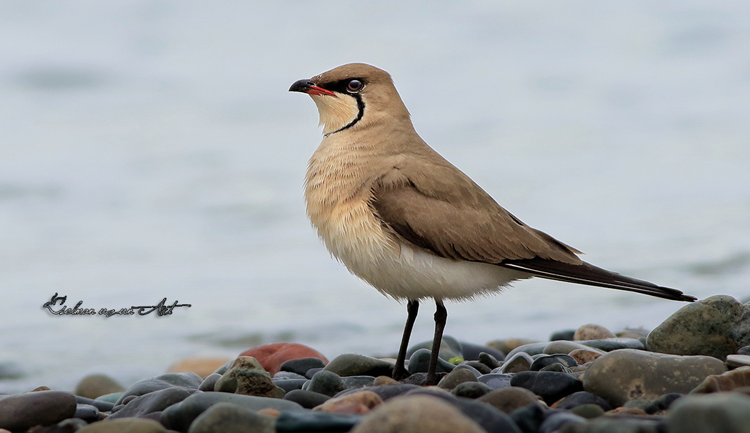 Bataklıkkırlangıcı