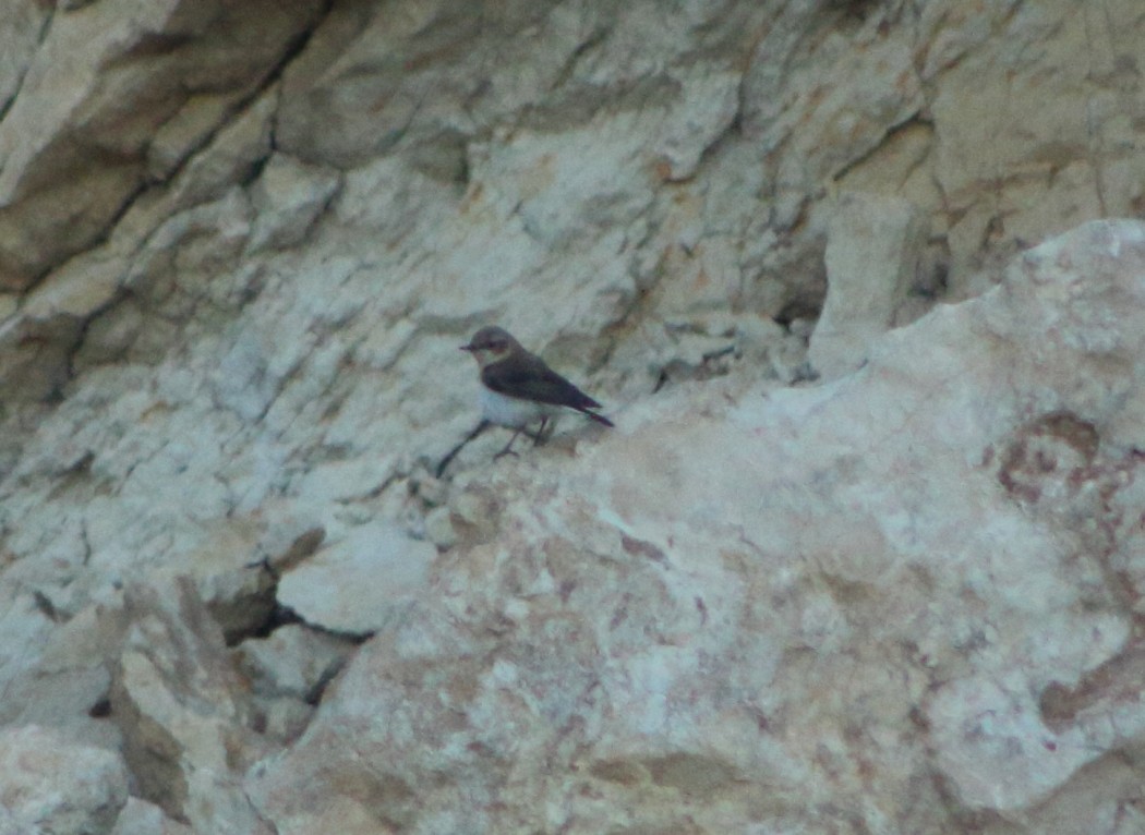 Karakulaklı kuyrukkakan