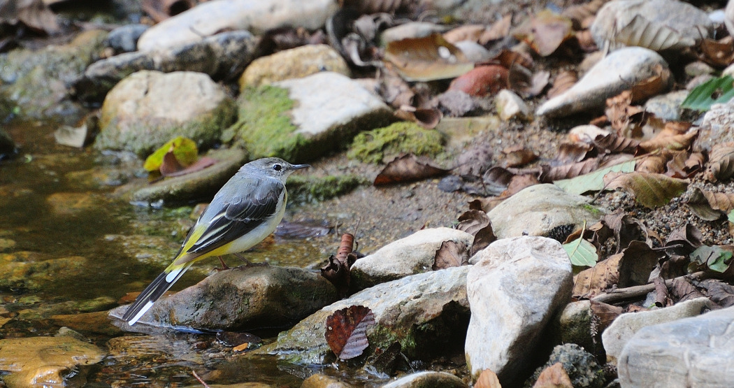 Dağ kuyruksallayanı