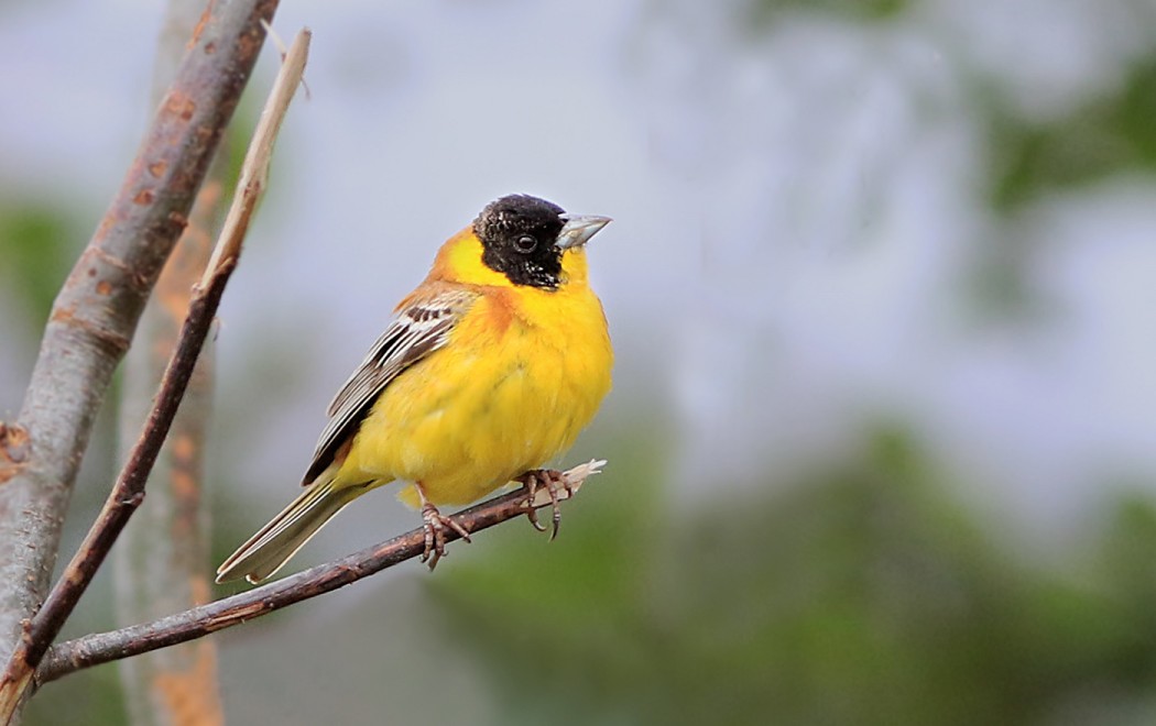 Karabaşlı kirazkuşu