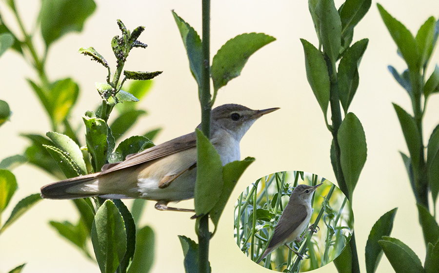 Çalı kamışçını
