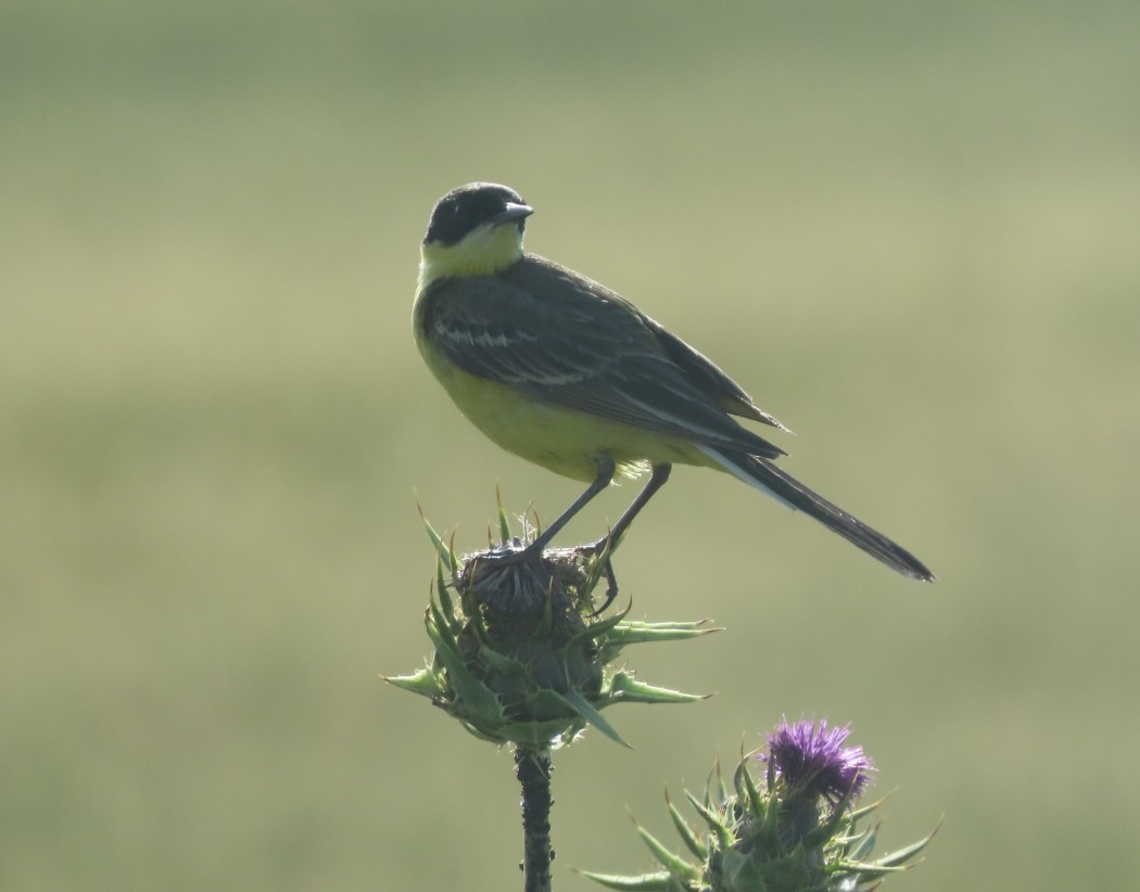 Sarı kuyruksallayan