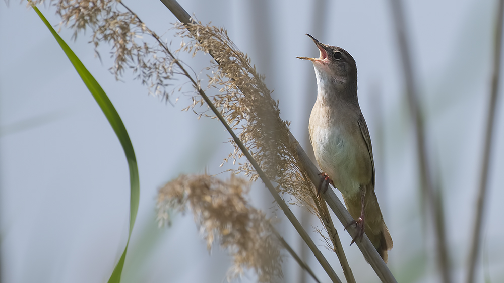 Bataklık kamışçını