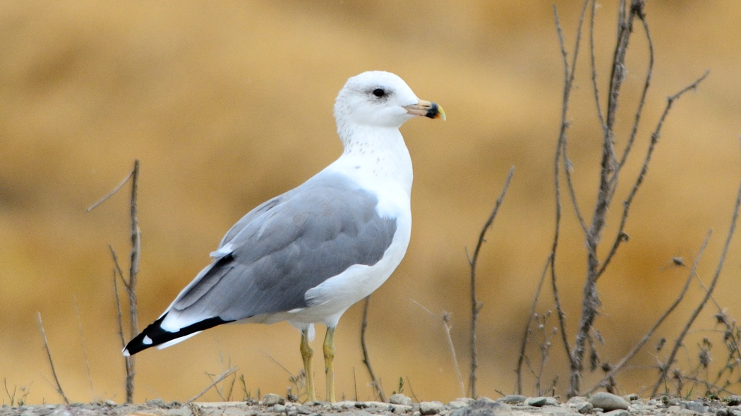 Van gölü martısı