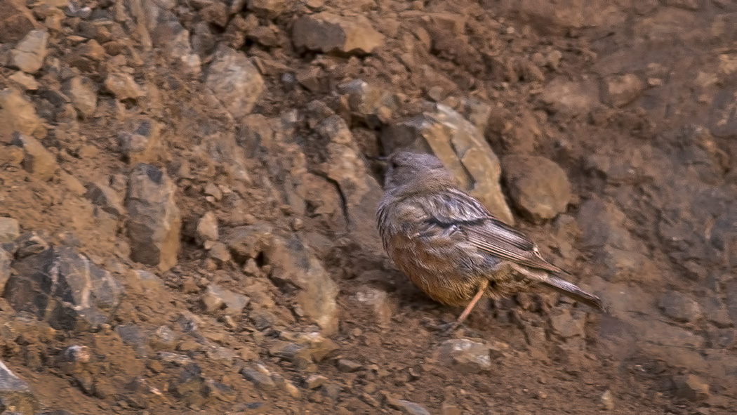 Büyük dağbülbülü