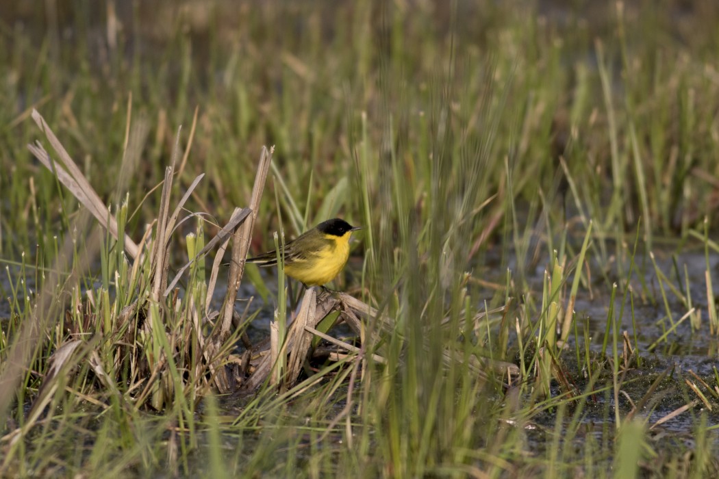 Sarı kuyruksallayan
