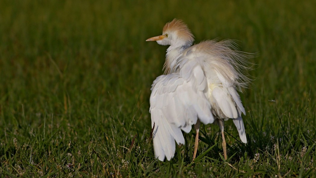 Sığır balıkçılı