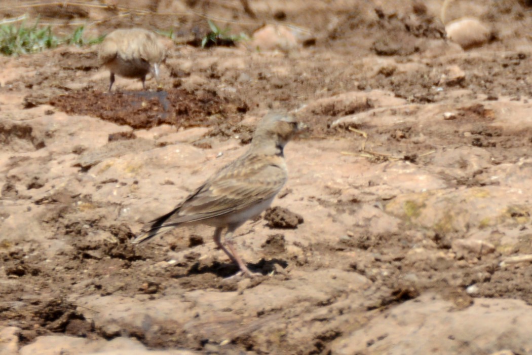 Küçük boğmaklı toygar