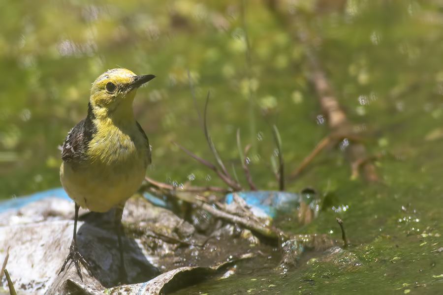 Sarıbaşlı kuyruksallayan