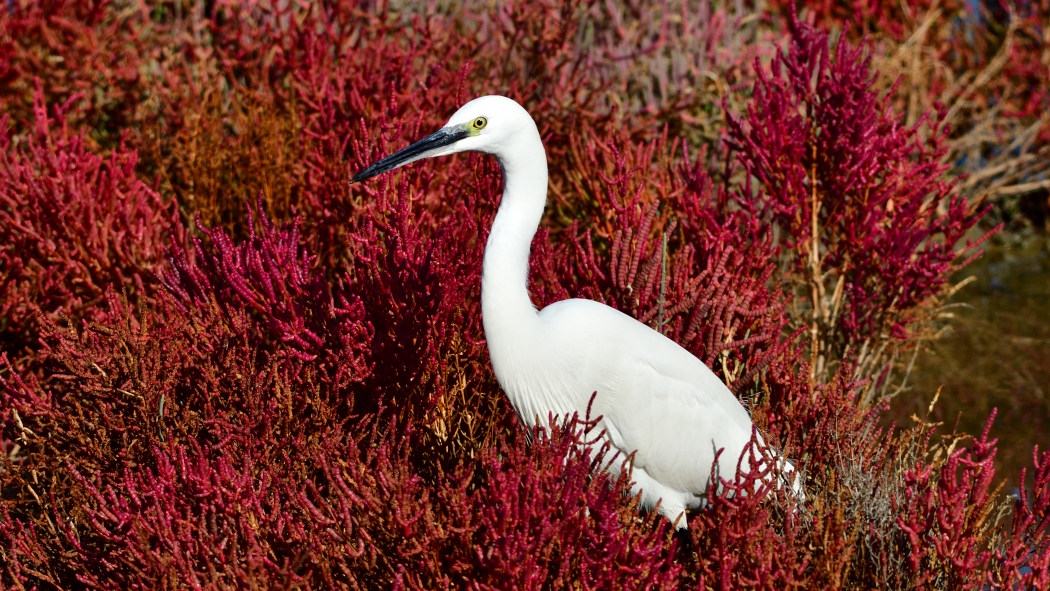 Küçük ak balıkçıl