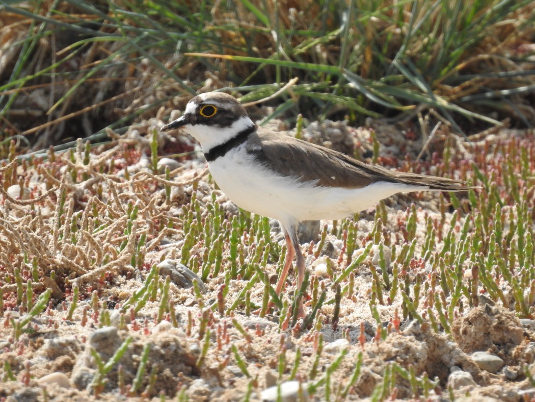 Halkalı küçük cılıbıt