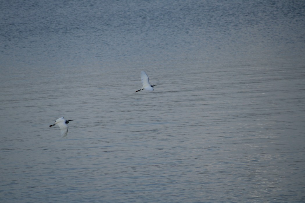 Küçük ak balıkçıl