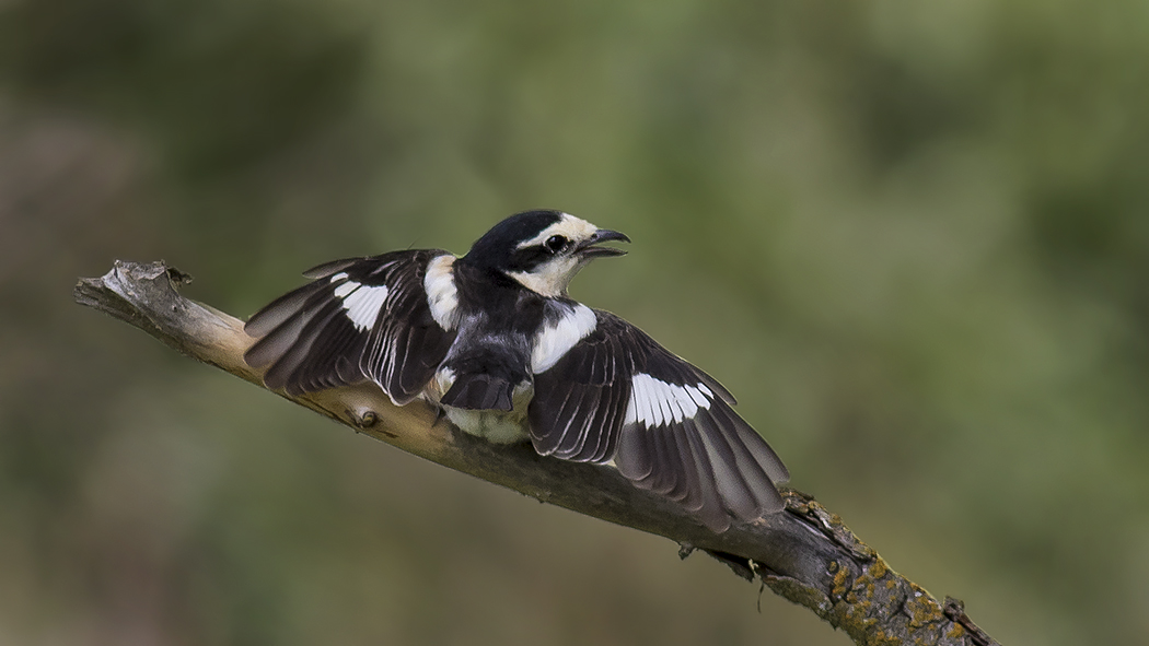 Maskeli örümcekkuşu