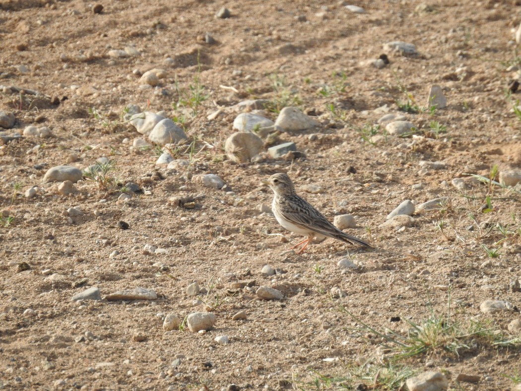 Türkistan çorak toygarı