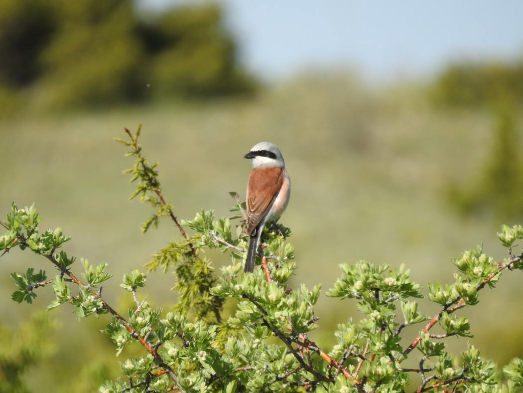 Kızılsırtlı örümcekkuşu