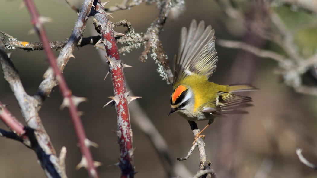 Sürmeli çalıkuşu
