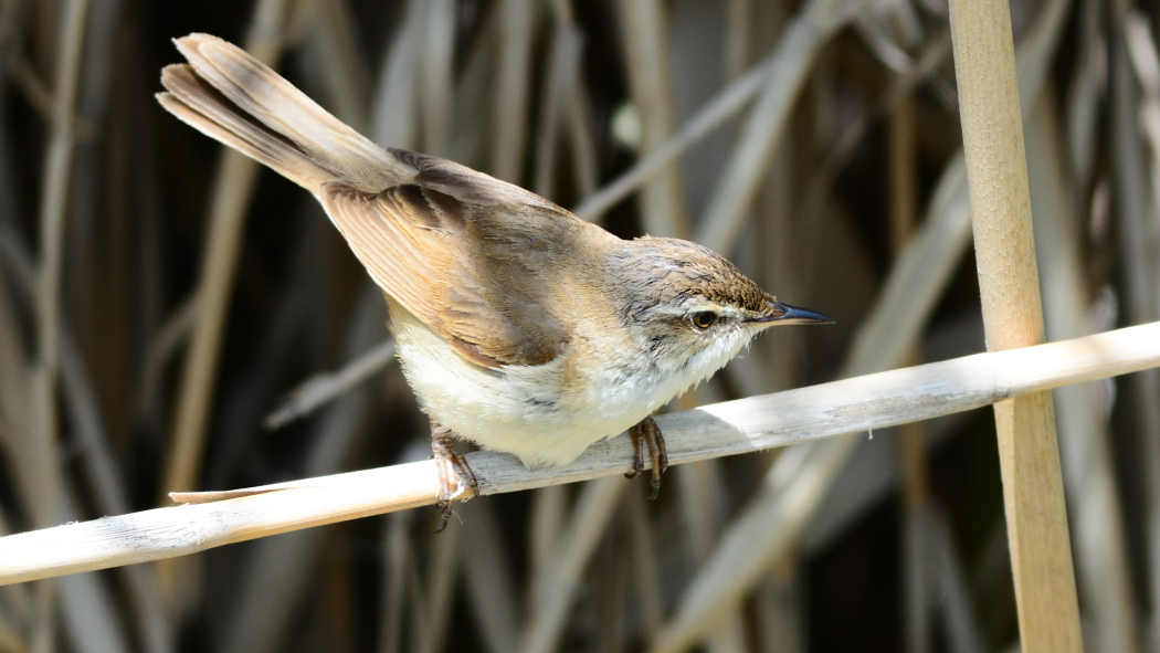 Doğu kamışçını