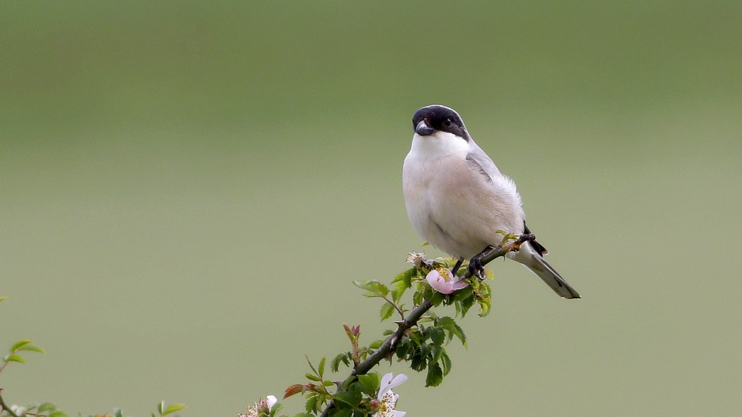 Karaalınlı örümcekkuşu