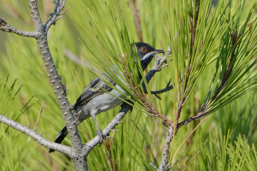 Karaboğazlı ötleğen