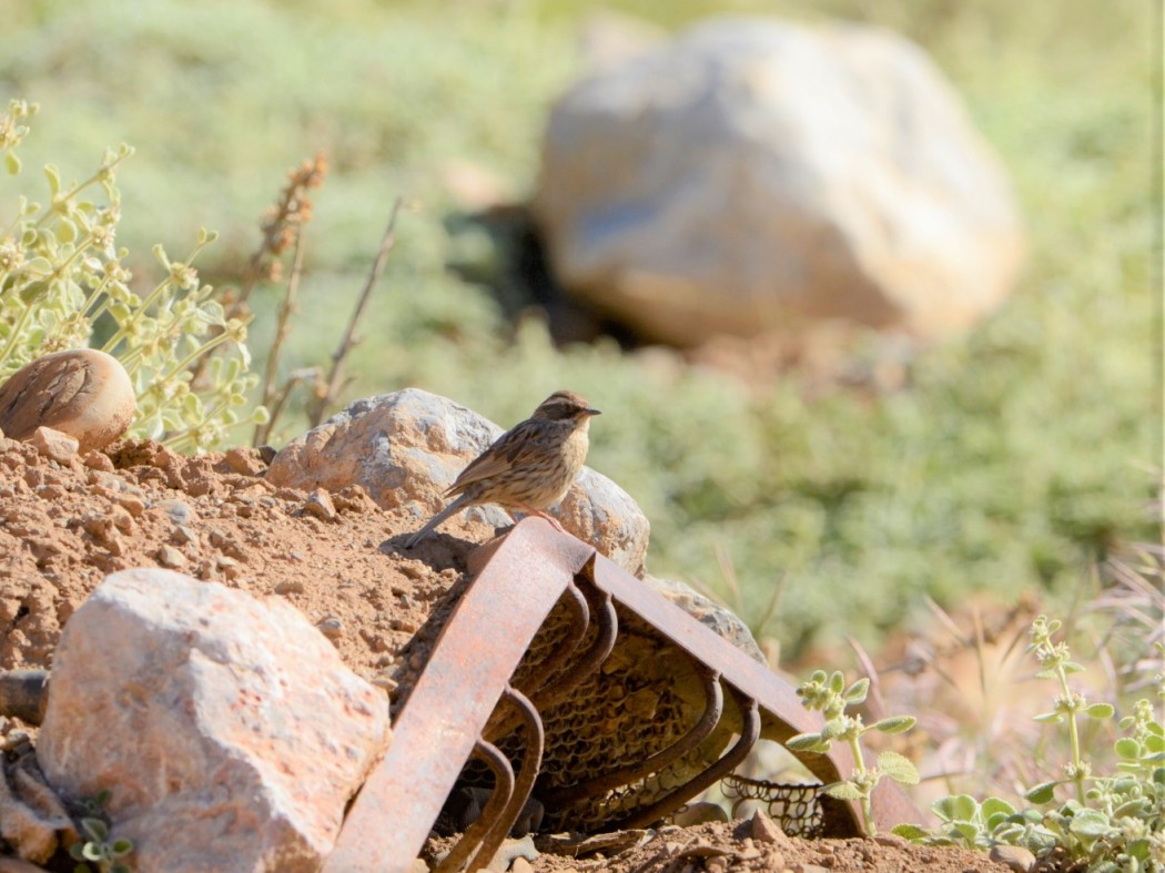 Sürmeli dağbülbülü