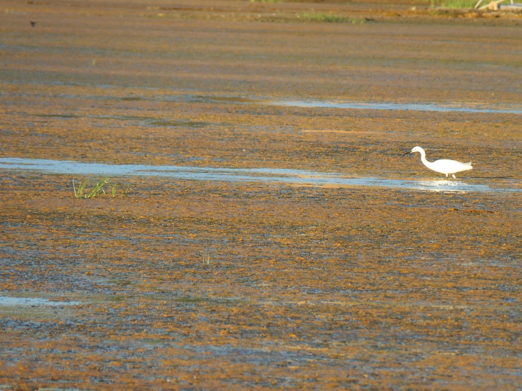 Küçük ak balıkçıl