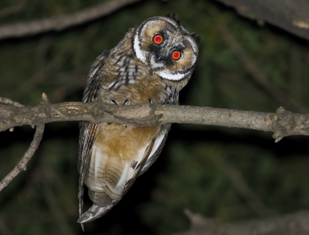 Kulaklı orman baykuşu