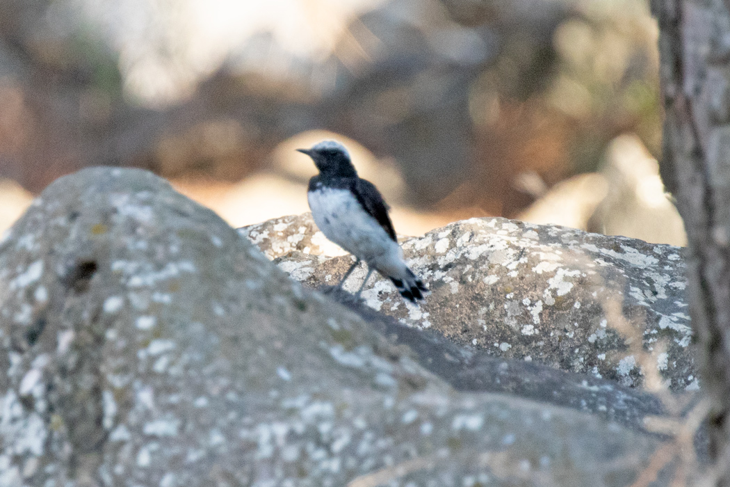 Aksırtlı kuyrukkakan