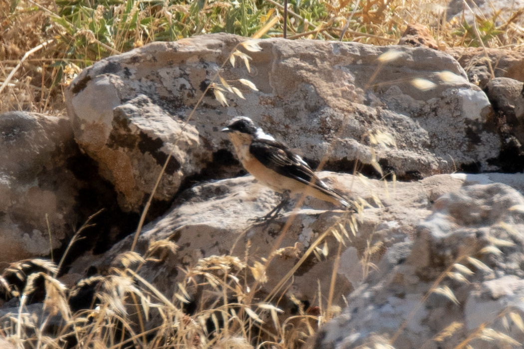 Karakulaklı kuyrukkakan