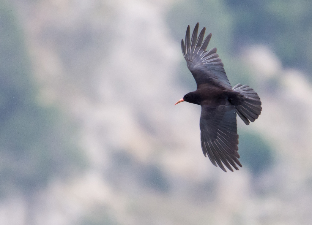 Kırmızıgagalı dağ kargası