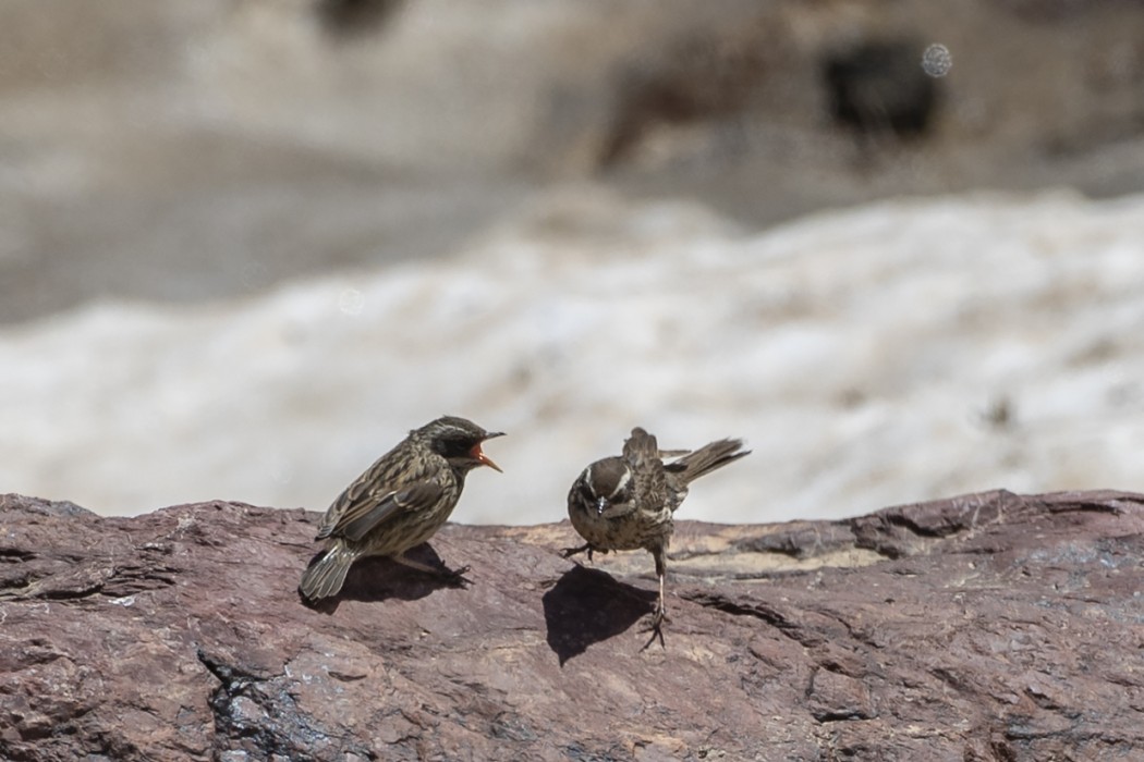 Sürmeli dağbülbülü