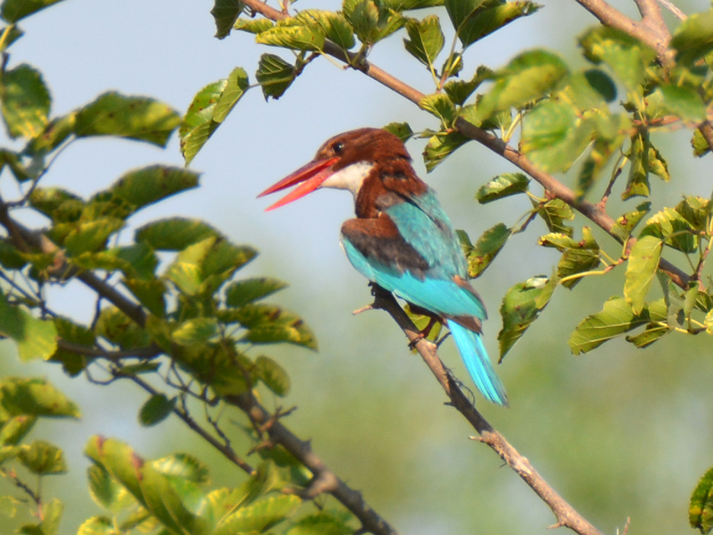 İzmir yalıçapkını