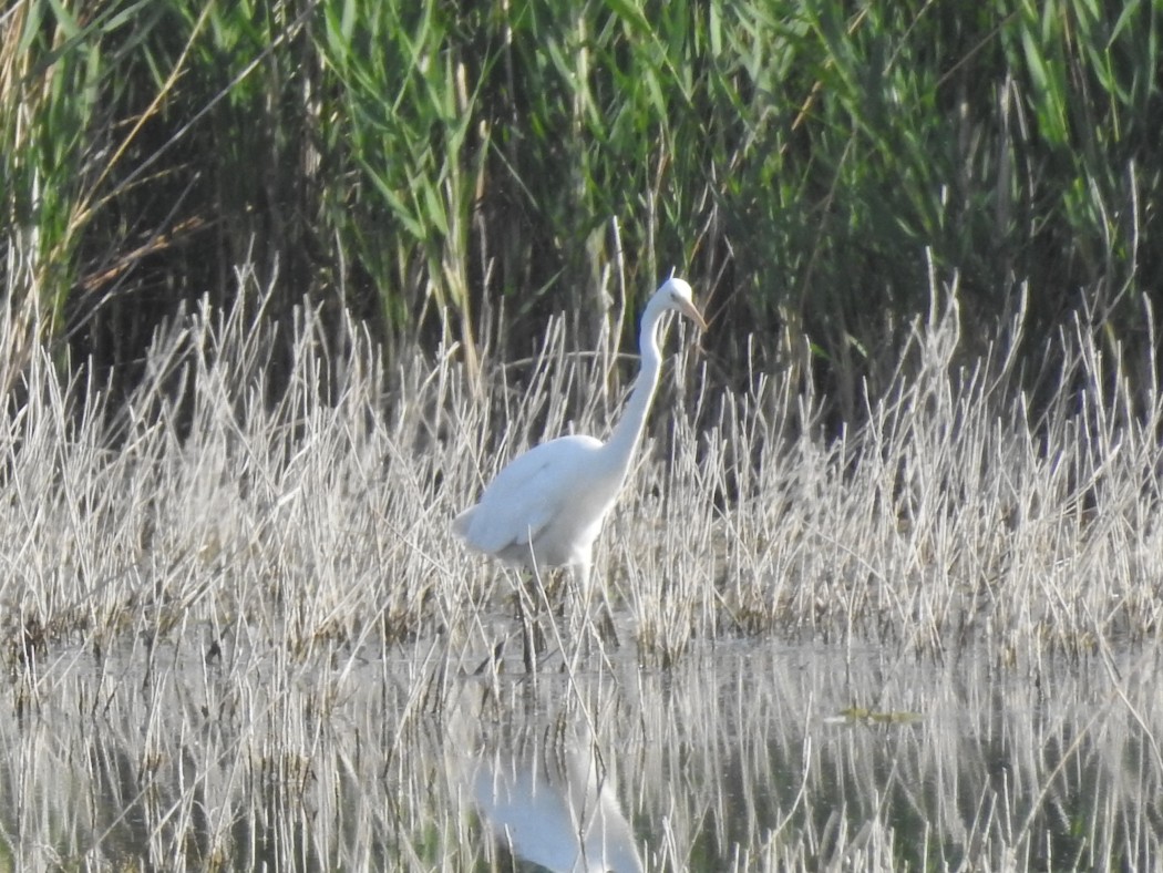 Büyük ak balıkçıl