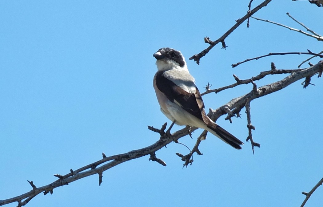 Karaalınlı örümcekkuşu