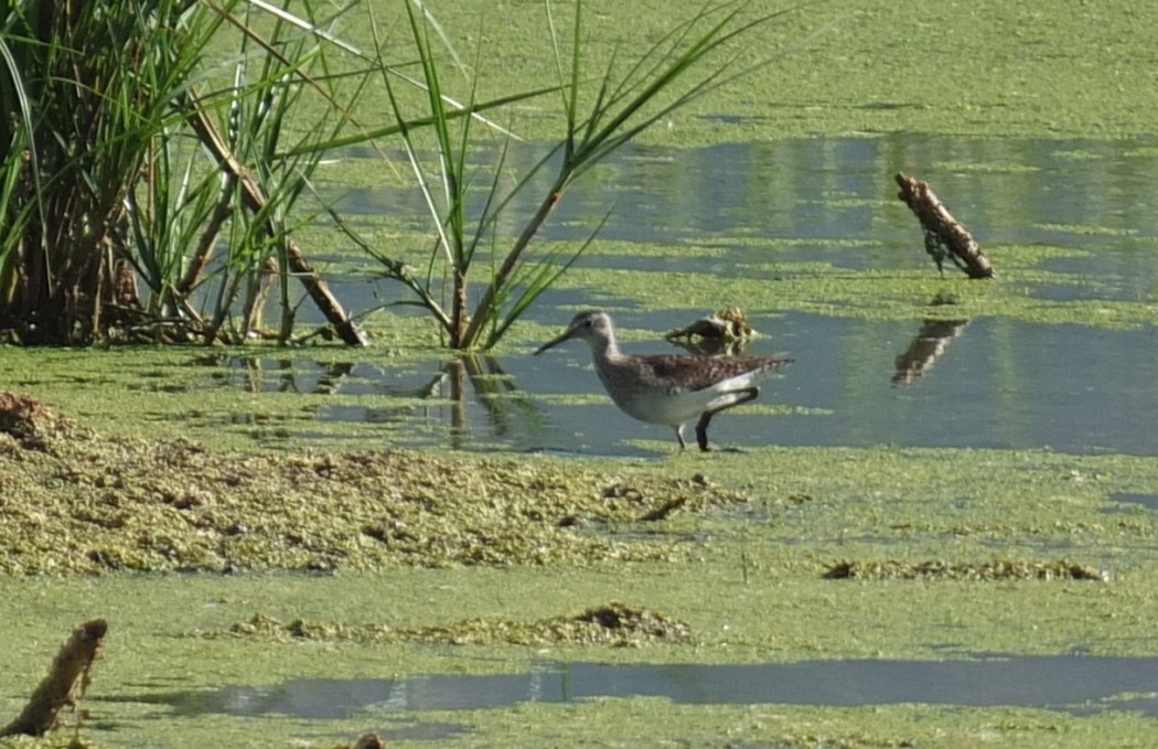 Orman düdükçünü