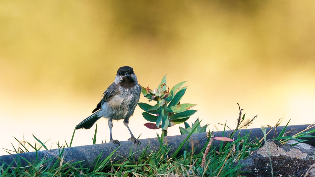 Akyanaklı baştankara