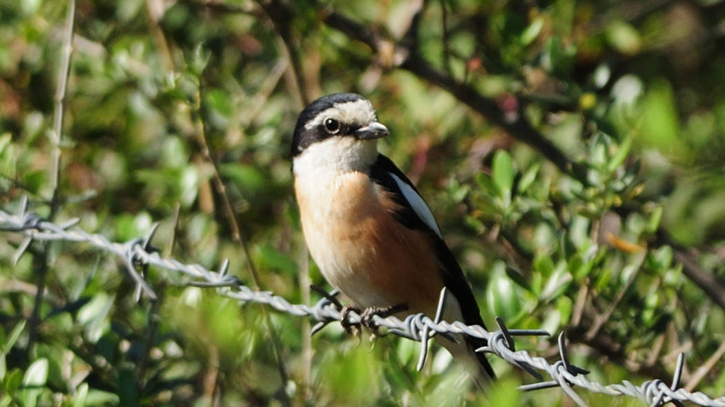Maskeli örümcekkuşu