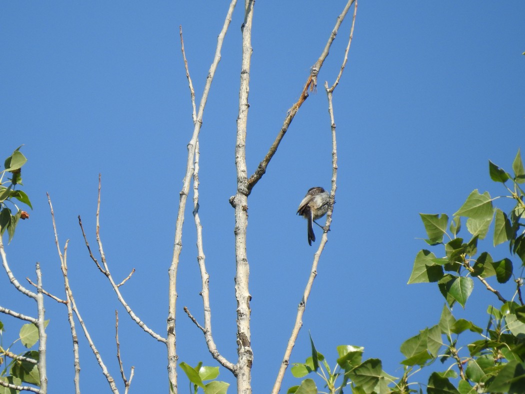 Uzunkuyruklu baştankara